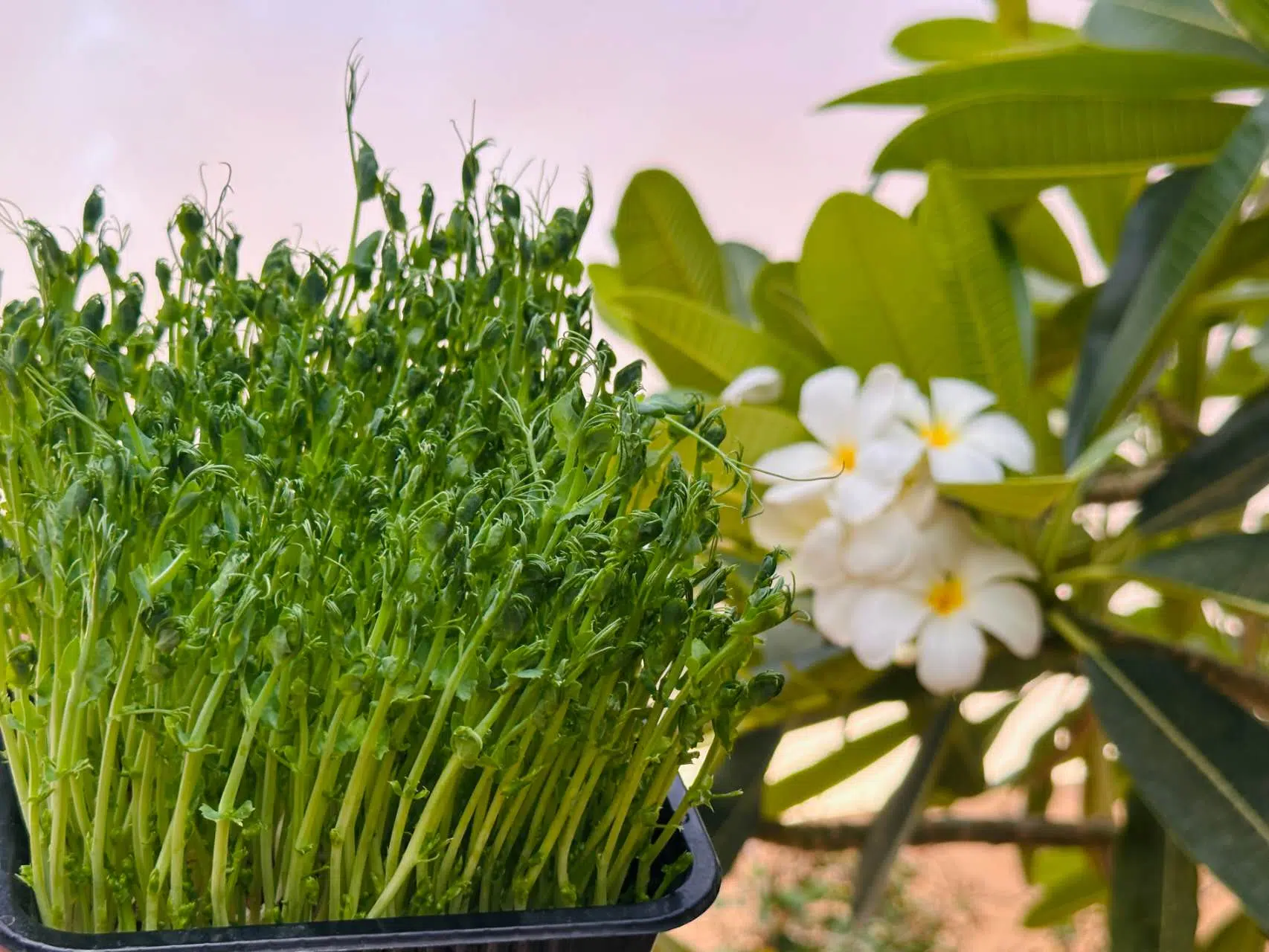 Mung bean sprouts thriving in a controlled environment, highlighting rapid and uniform sprouting.